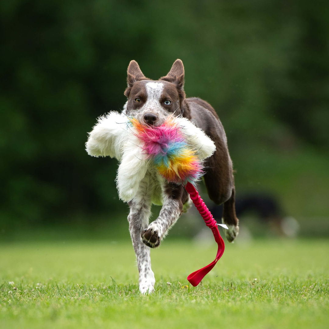 瑞典Doggie-Zen｜彈力三爪羊毛絨編繩玩具