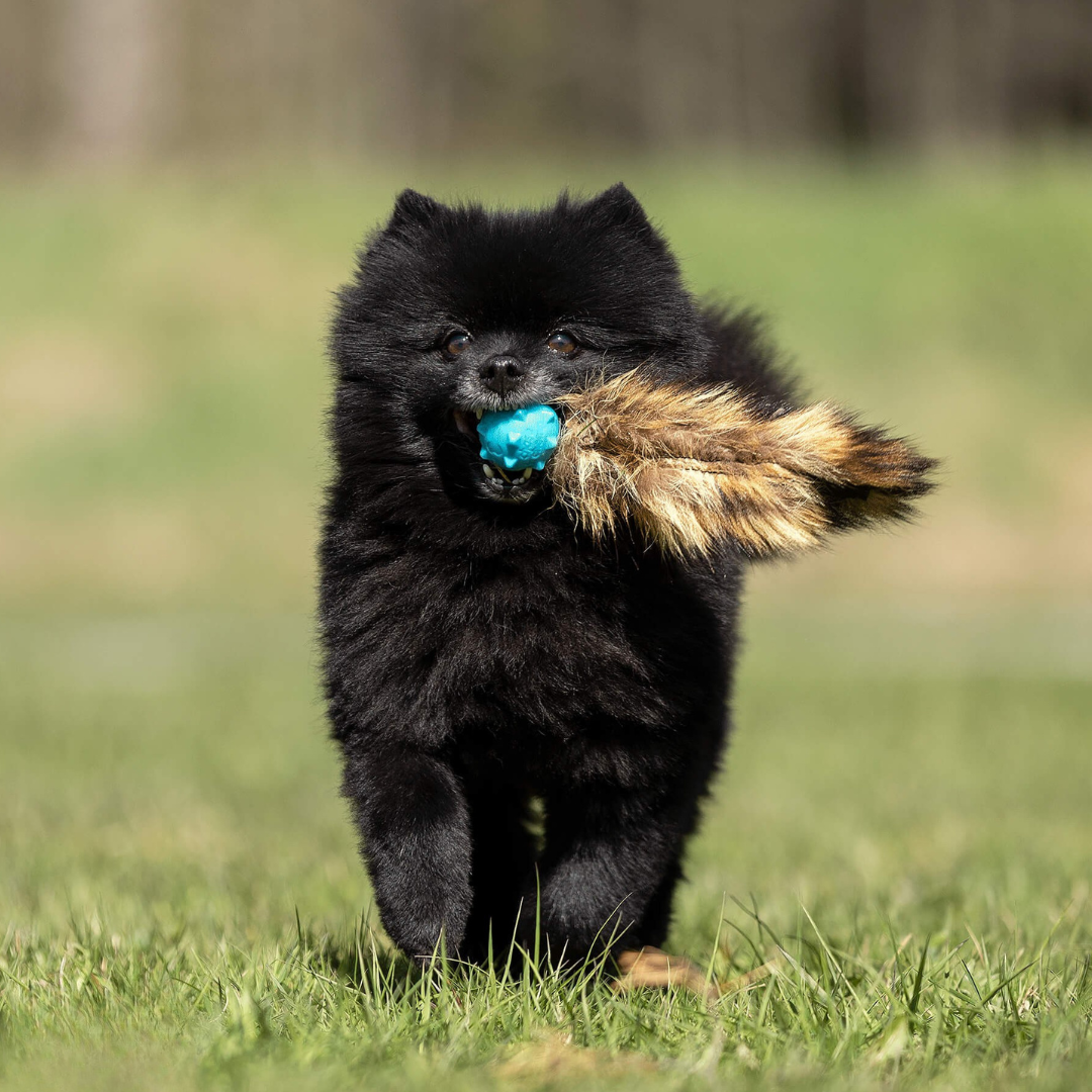 瑞典Doggie-Zen｜Knobble啾啾球浣熊尾玩具