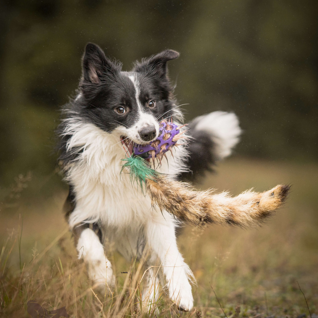 瑞典Doggie-Zen｜Hol-ee足球浣熊尾玩具