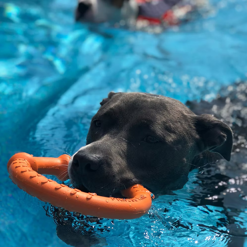 LAROO萊諾- 耐咬健身圈