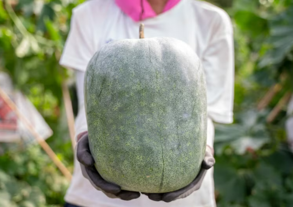 LoCoFARMS 本地種植｜粒粒冬瓜露（無花果葉及檸檬風味）