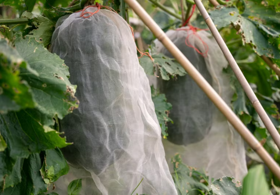 LoCoFARMS 本地種植｜粒粒冬瓜露（菠蘿及薑風味）