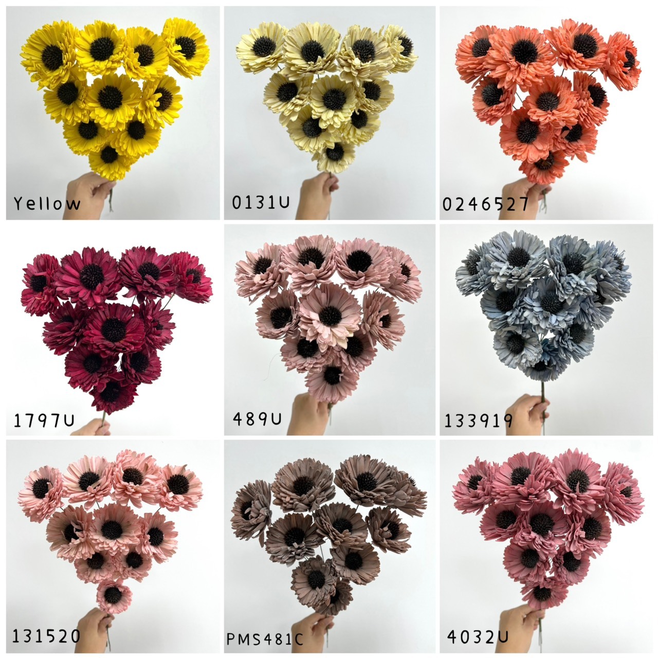 (促銷)印度水染百日菊系列