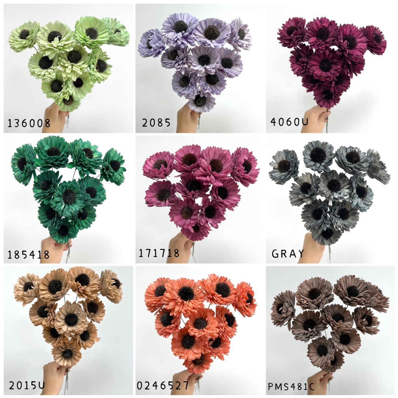 (促銷)印度水染百日菊系列