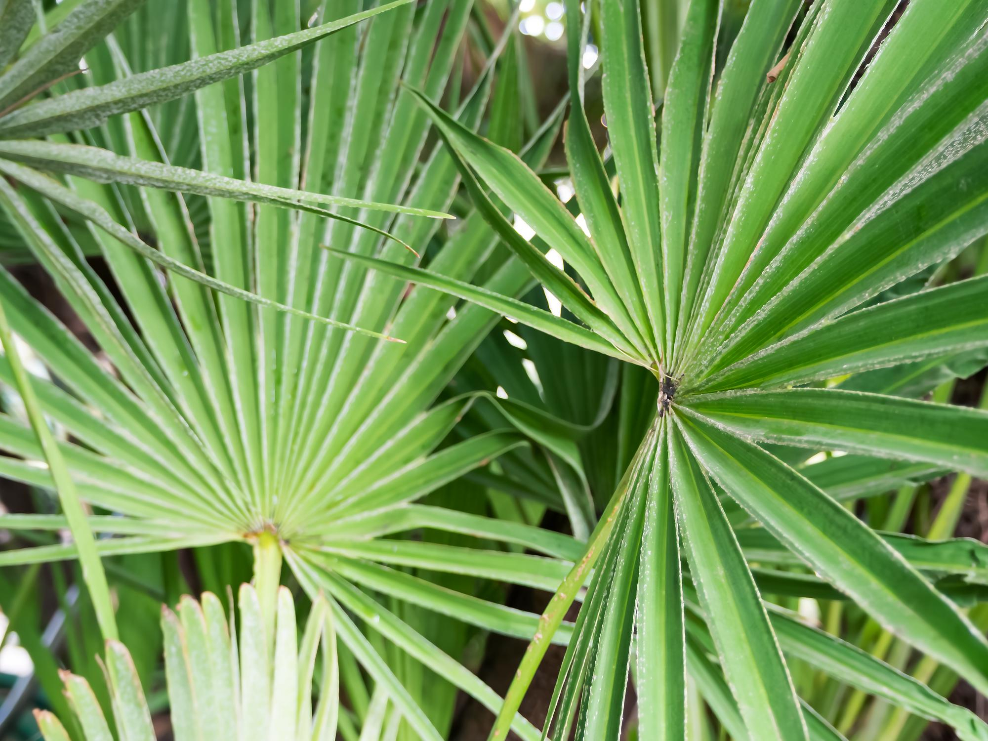 sawpalmetto