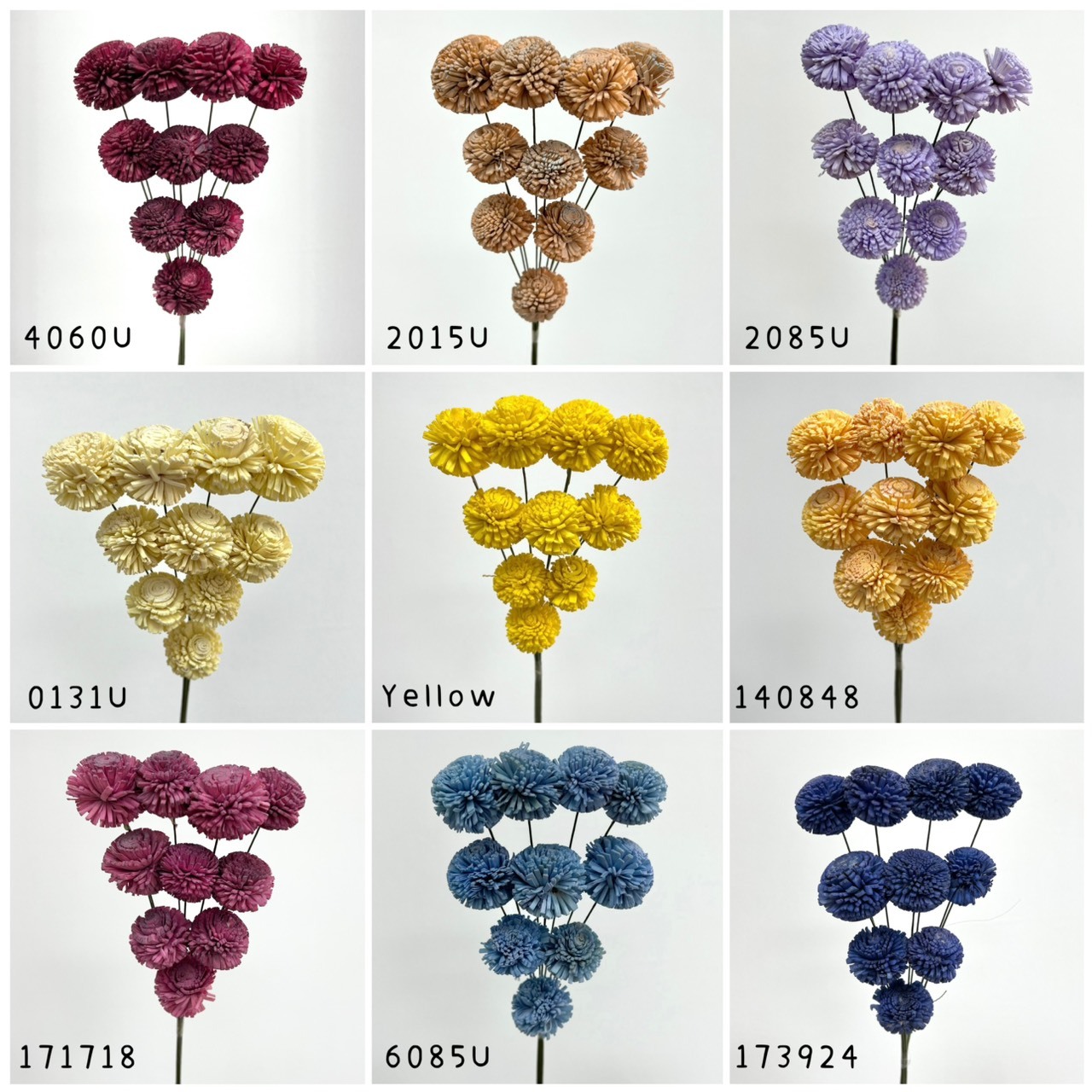 (促銷)印度水染乒乓菊系列3公分