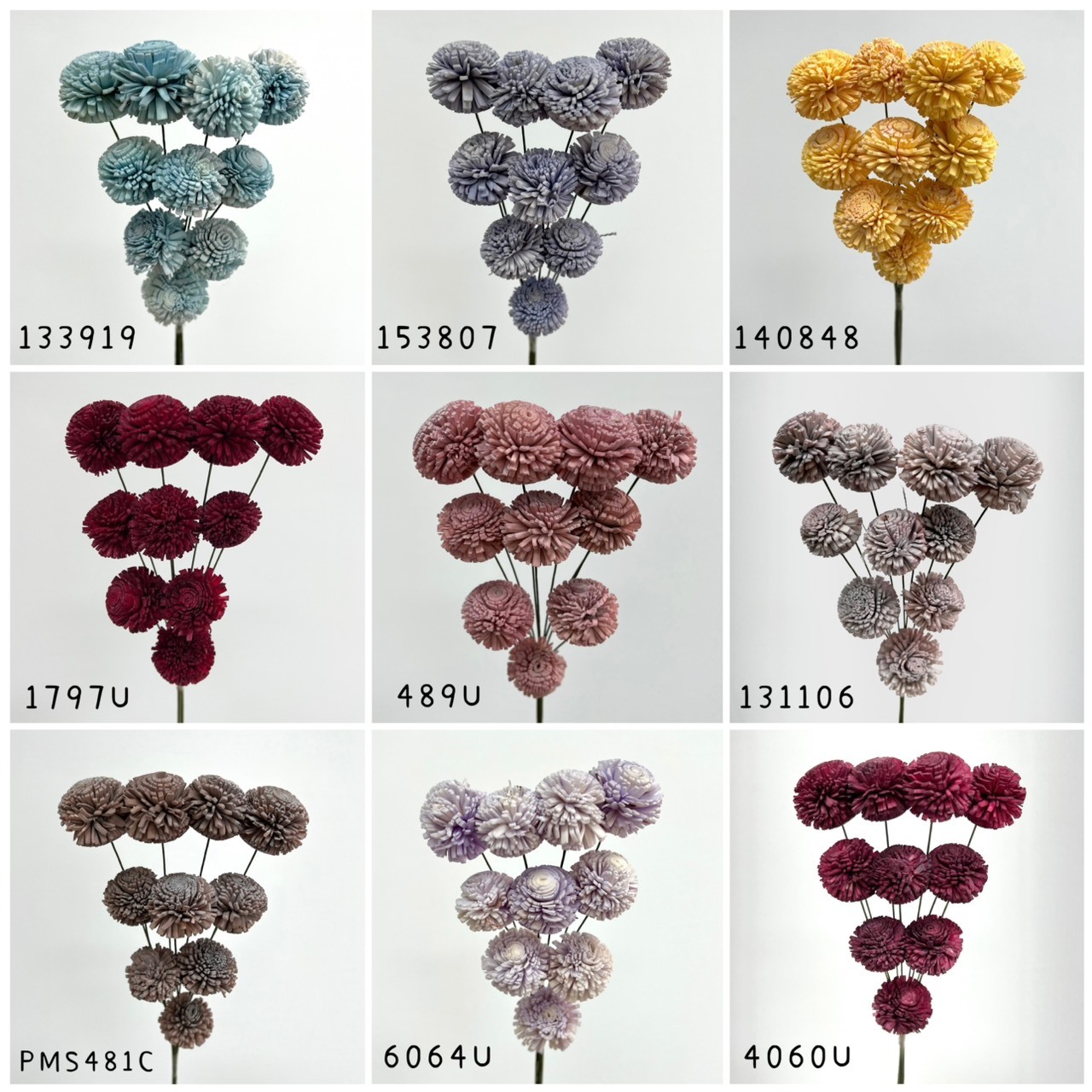 (促銷)印度水染乒乓菊系列3公分