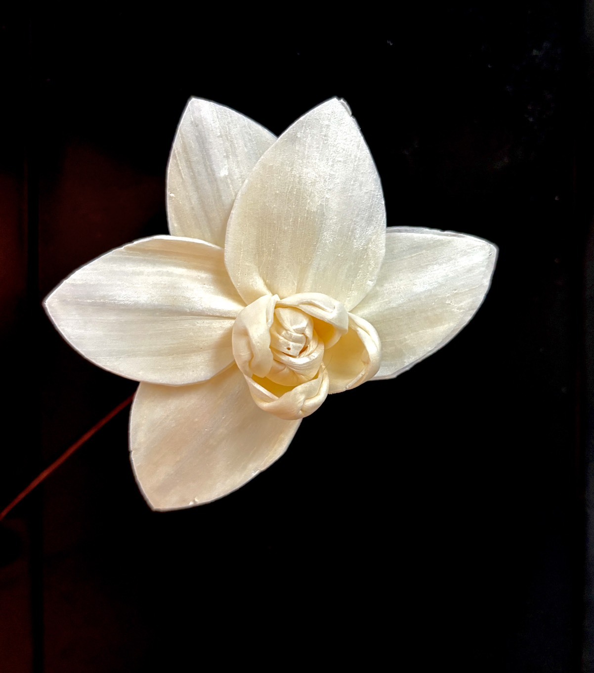 乾燥蝴蝶蘭索拉