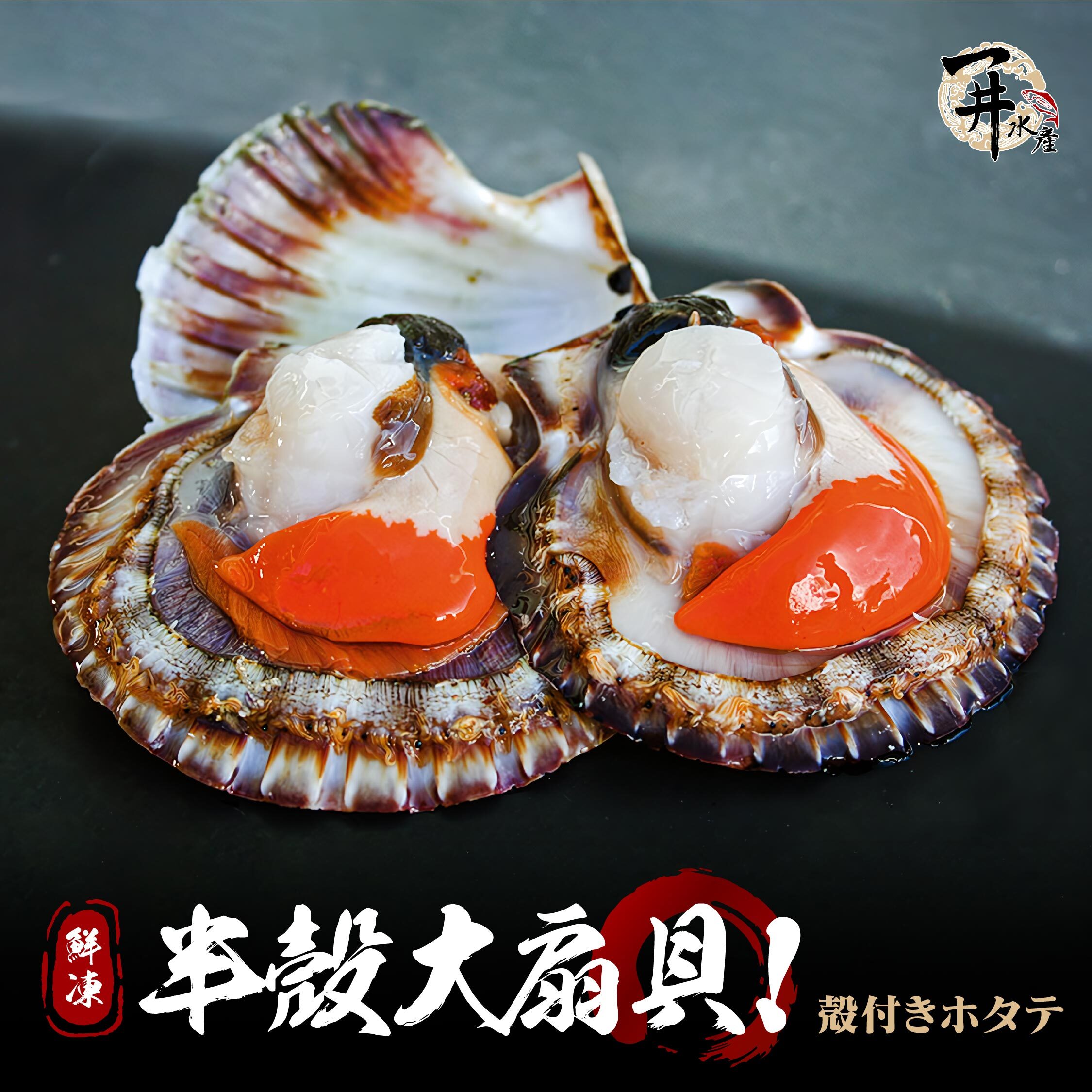 鮮凍 半殼大扇貝 / 帶殼扇貝