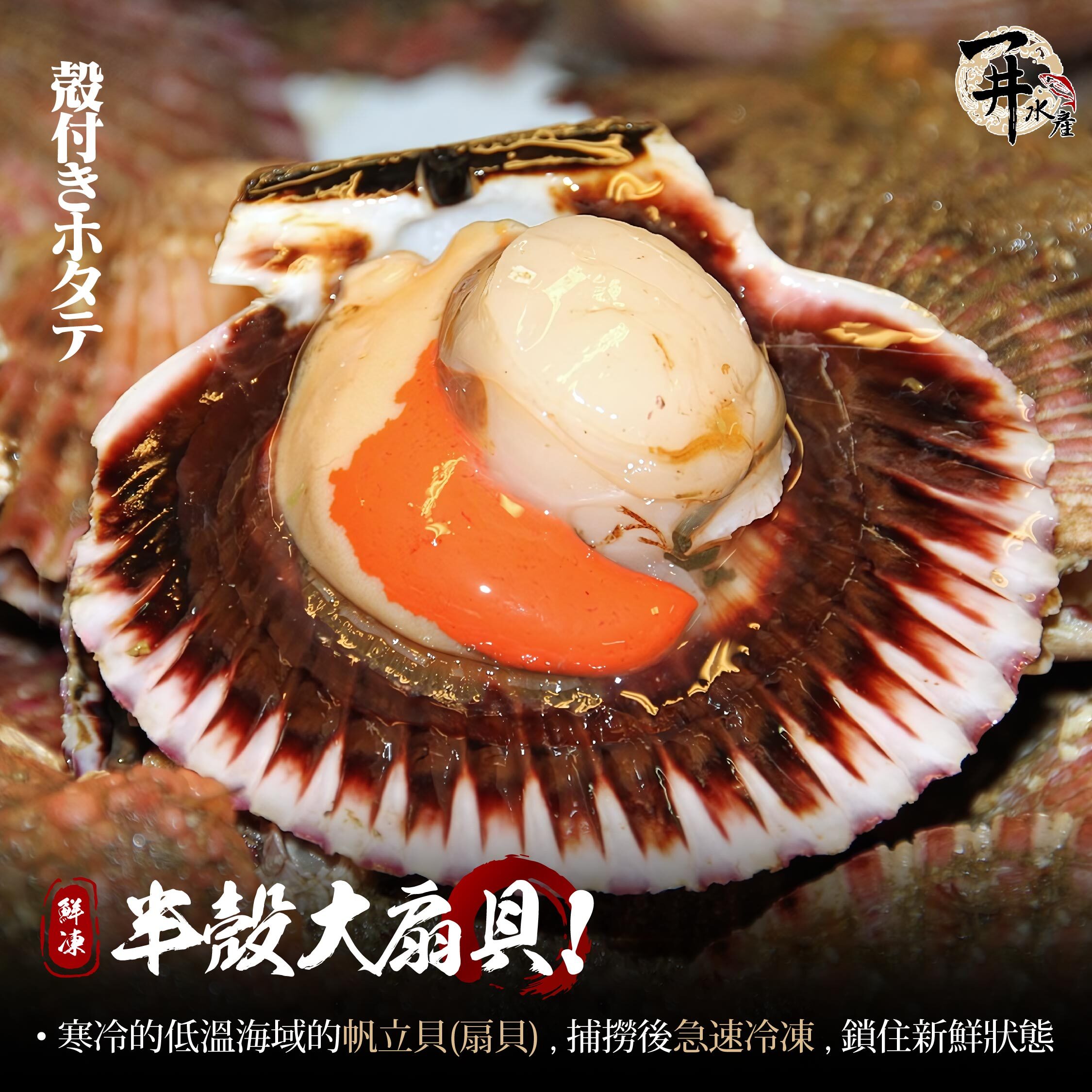 鮮凍 半殼大扇貝 / 帶殼扇貝