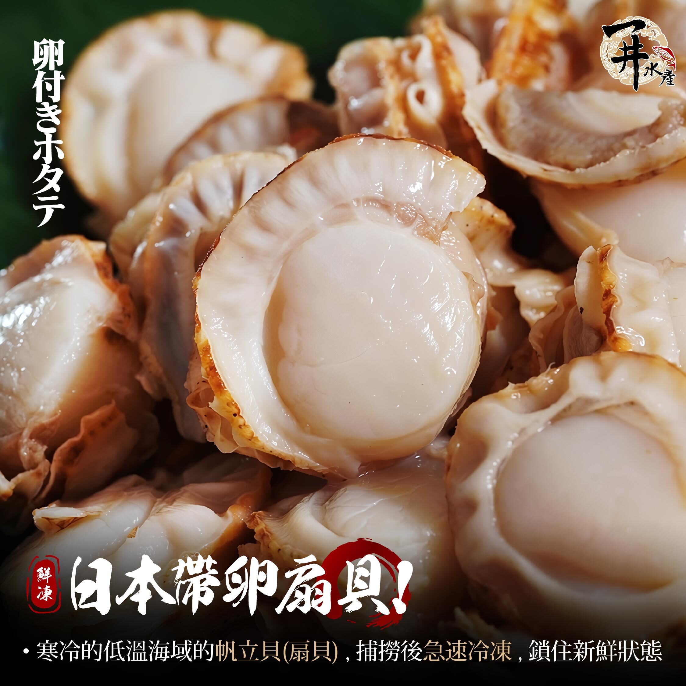 日本 帶卵扇貝 / 帶卵帆立貝