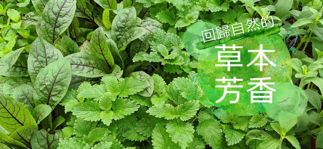 回歸自然的草本芳香