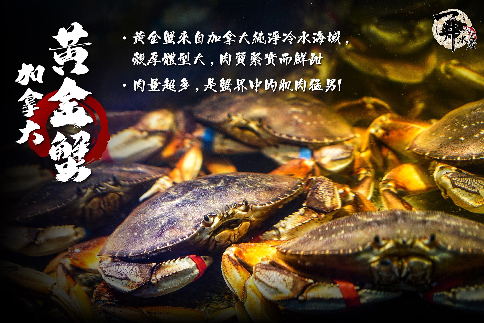 【活體】加拿大黃金蟹 ⚠️冷藏寄送，請與冷凍商品分開下單⚠️
