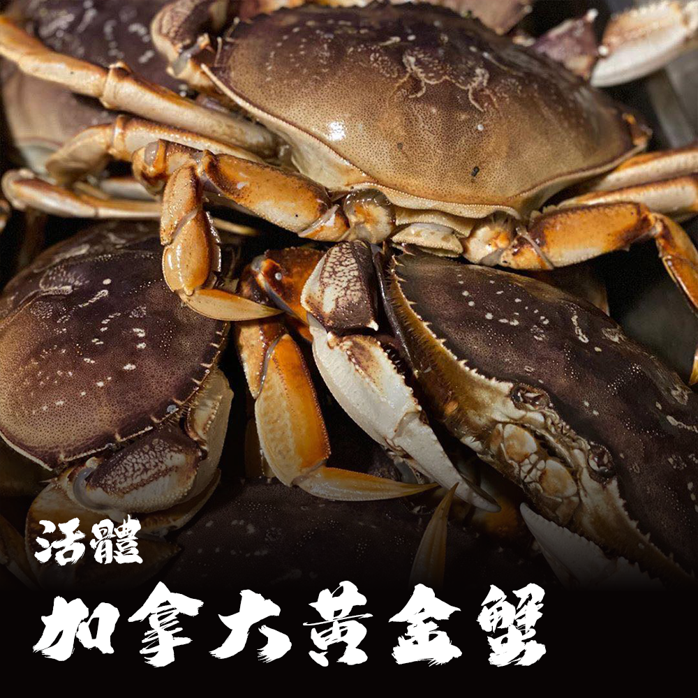 【活體】加拿大黃金蟹 ⚠️冷藏寄送，請與冷凍商品分開下單⚠️
