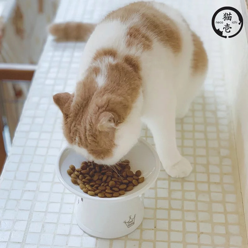 necoichi 淺口食物碗