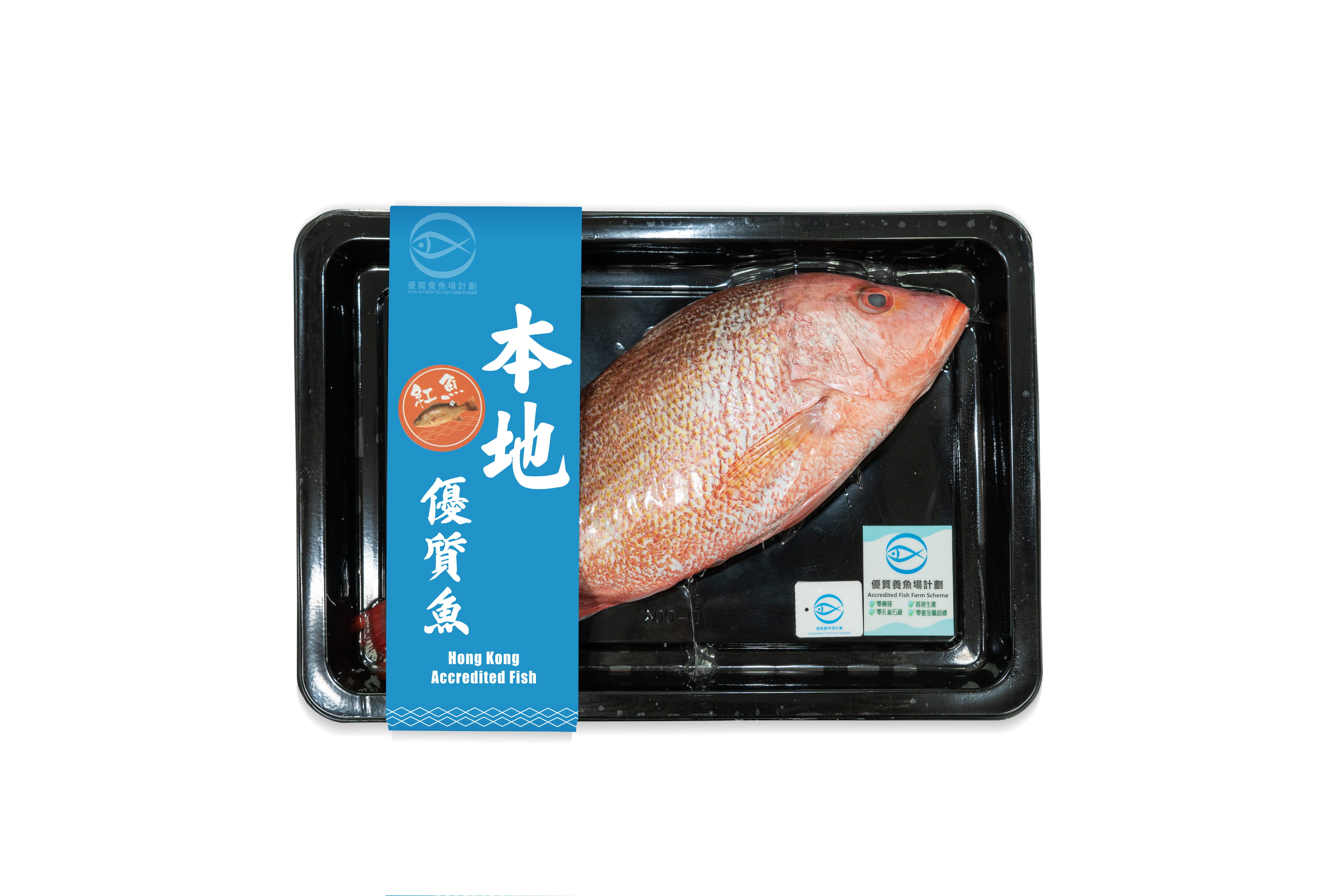 Local IQF AFFS Red Snapper 500g