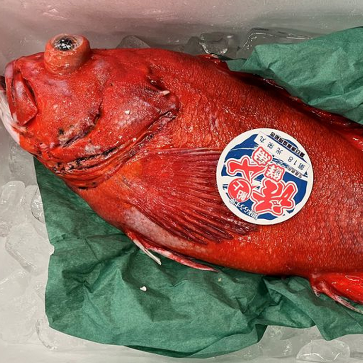 目拔魚