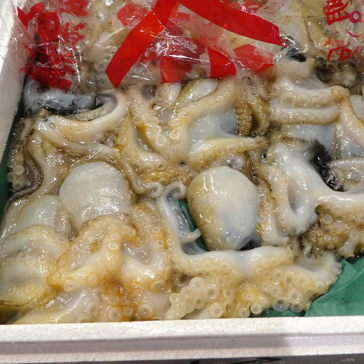 抱卵飯蛸