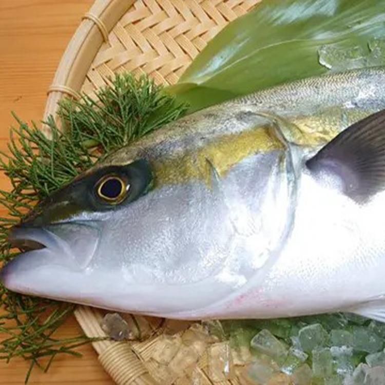 養殖ブリヒラ（鰤平）