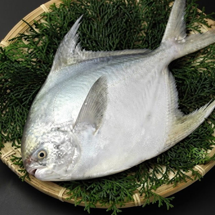 真魚鰹