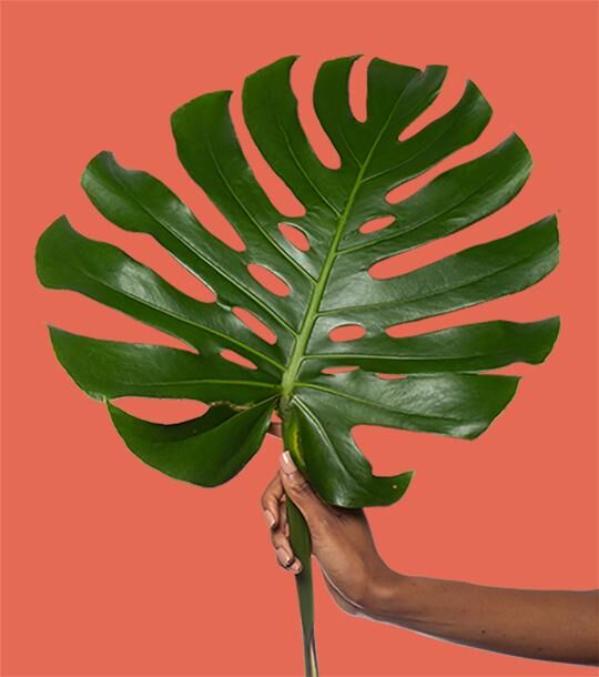 香氛噴霧 熱帶火紅花2oz