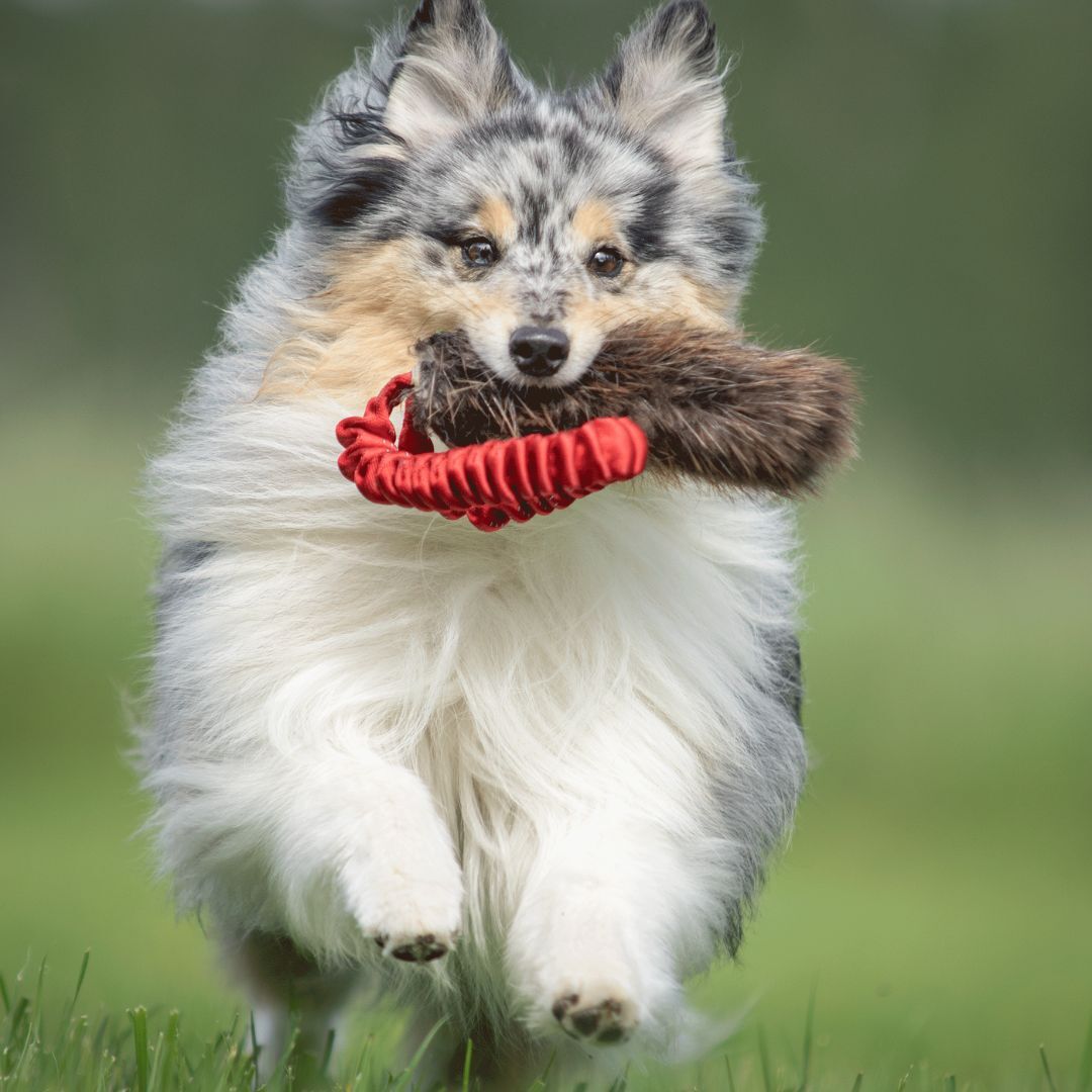 瑞典Doggie-Zen｜彈力海狸毛口袋玩具