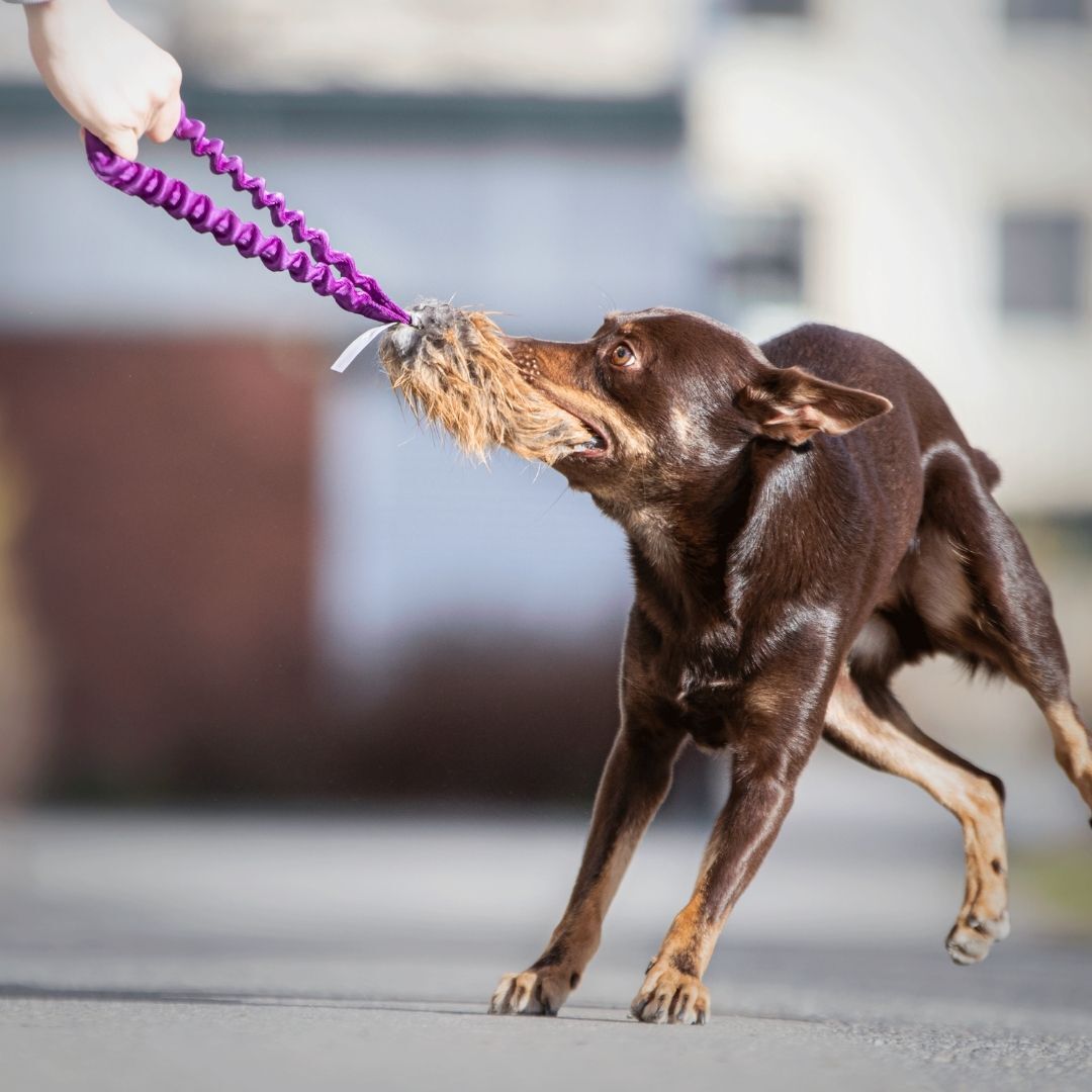 瑞典Doggie-Zen｜彈力狐狸毛口袋玩具