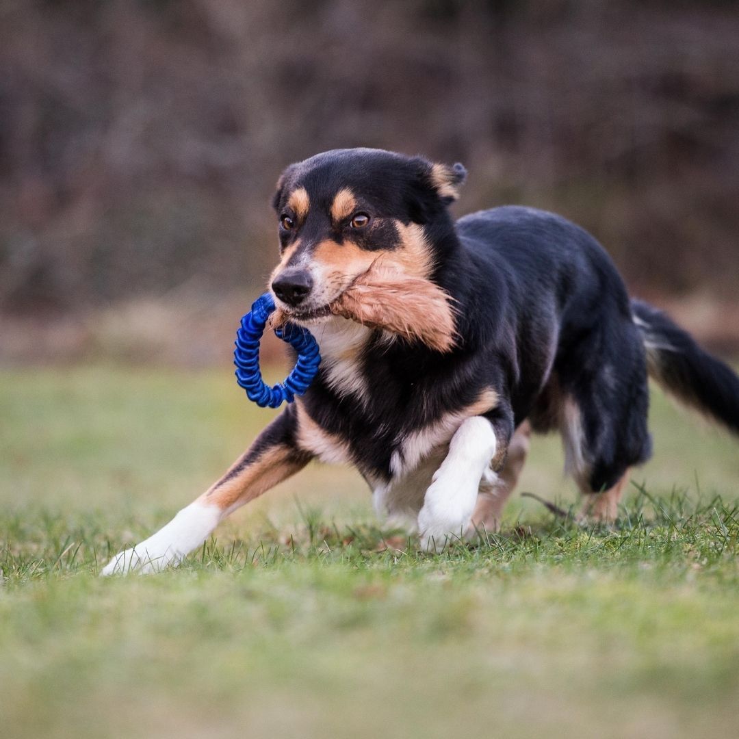 瑞典Doggie-Zen｜彈力兔毛口袋玩具