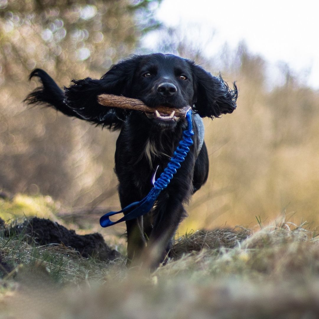 瑞典Doggie-Zen｜彈力鹿毛玩具