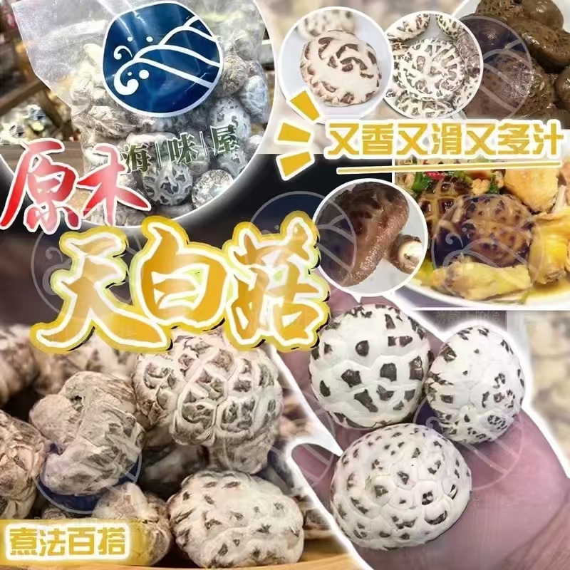 H16437原木天白菇 600g