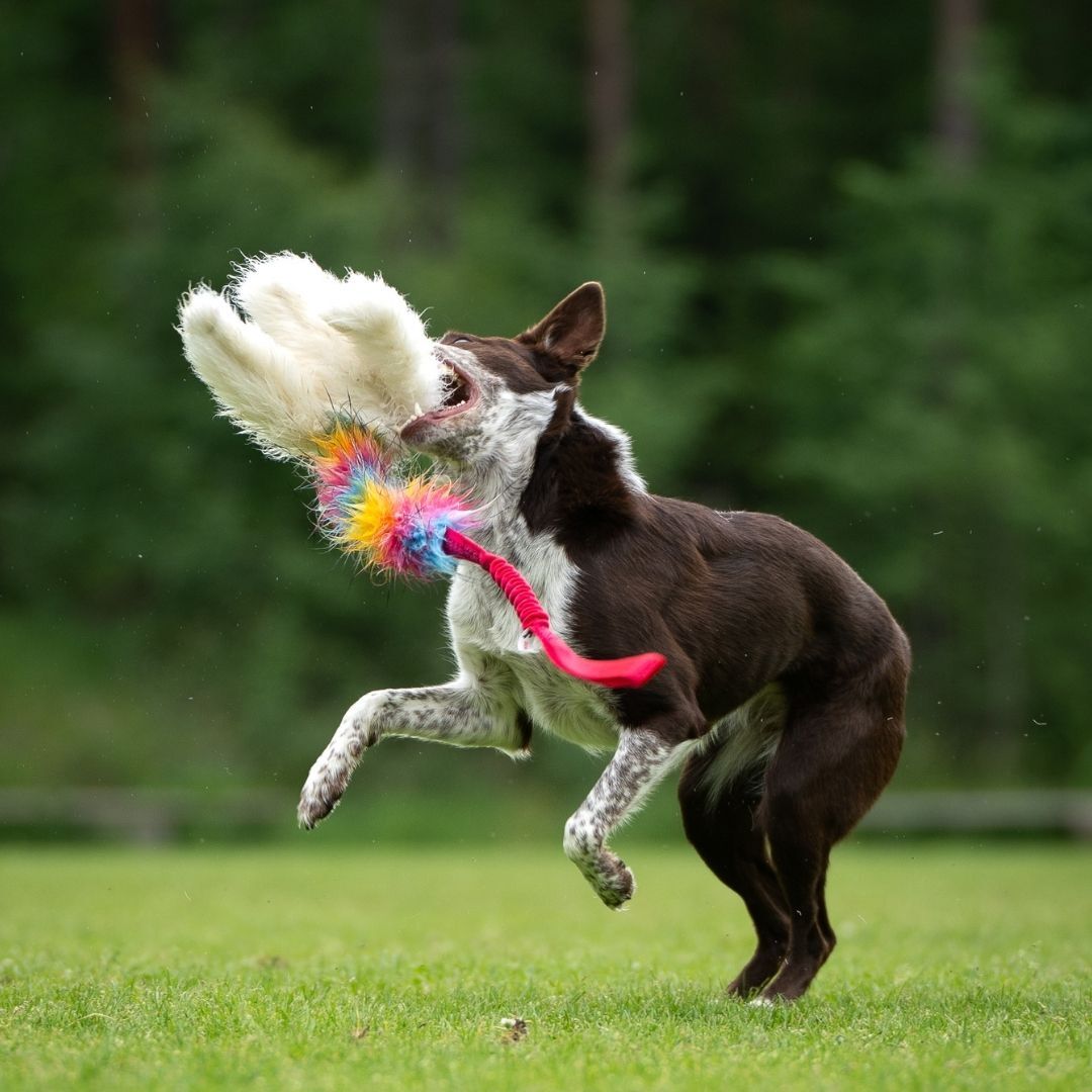 瑞典Doggie-Zen｜彈力三爪羊毛絨編繩玩具