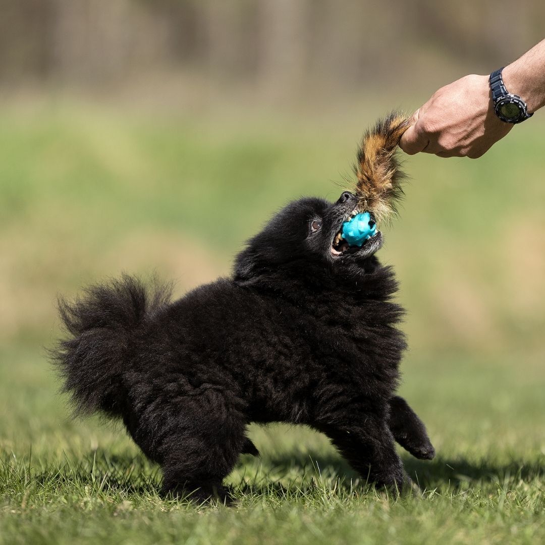 瑞典Doggie-Zen｜Knobble啾啾球浣熊尾玩具