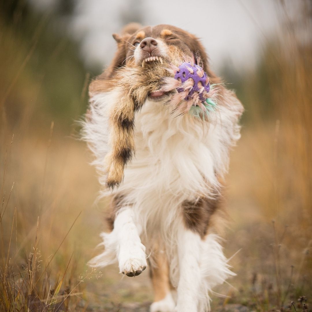 瑞典Doggie-Zen｜Hol-ee足球浣熊尾玩具