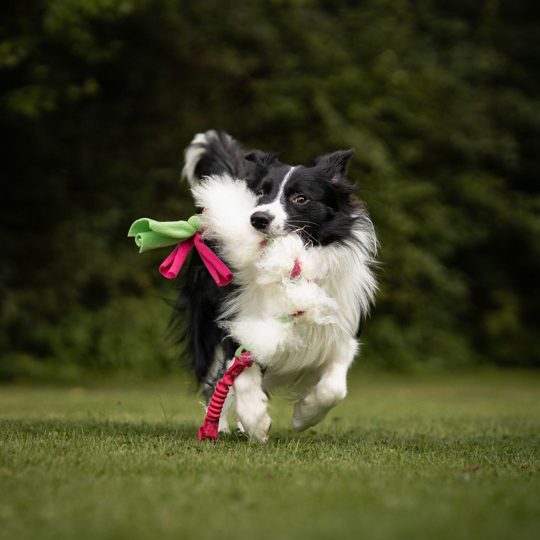 瑞典Doggie-Zen｜彈力羊毛絨編繩玩具