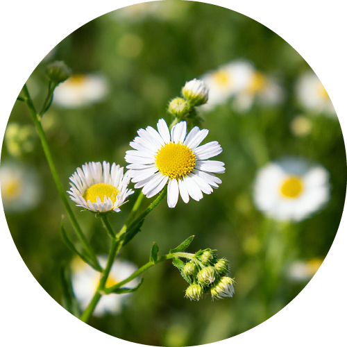 植物來源沒藥醇