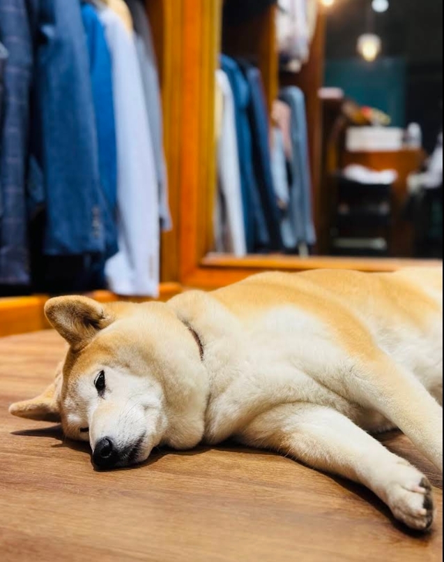 Dada Lai 評論照片