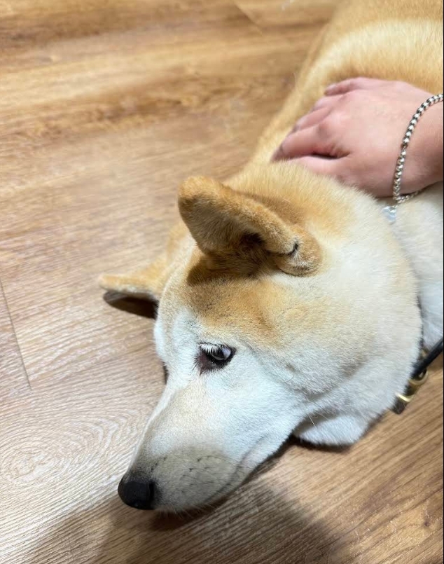 Mickey Sun 評論照片