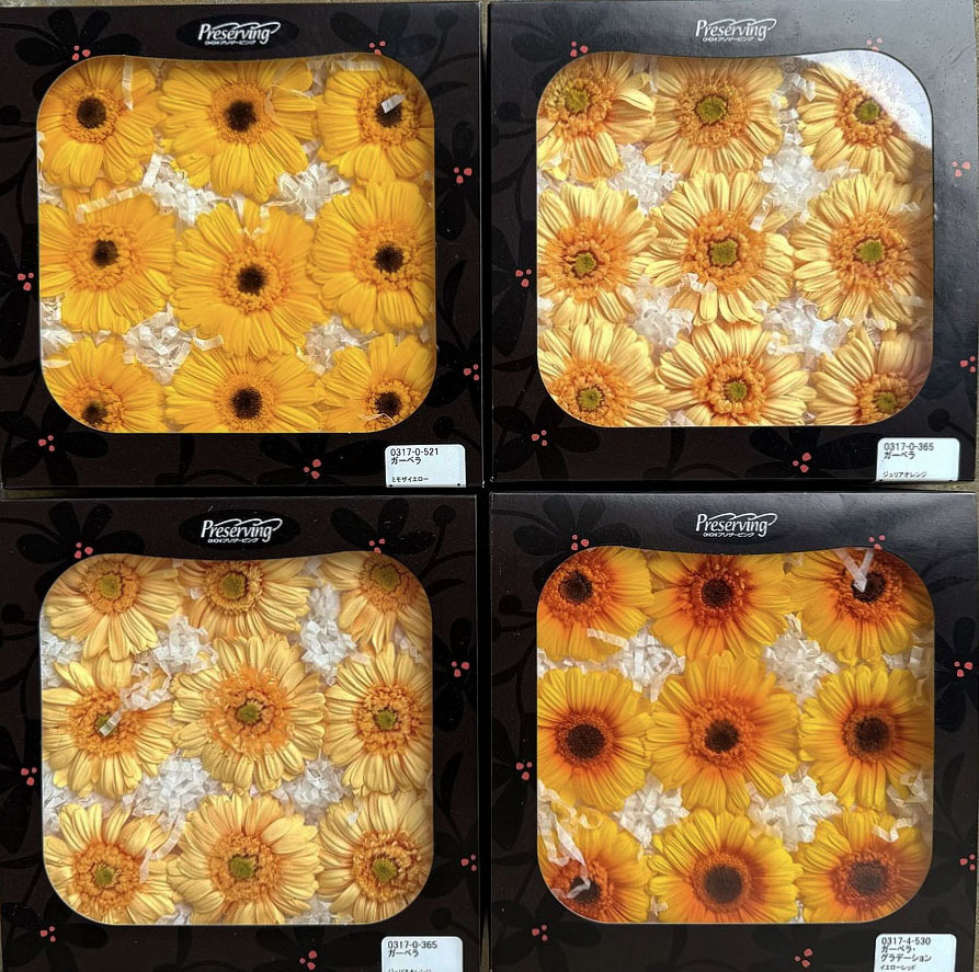 日本永生非洲菊