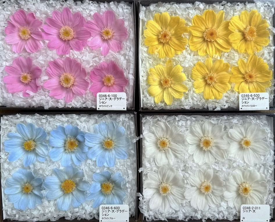 大地農園永生百日草(大／小）/瑪格麗特