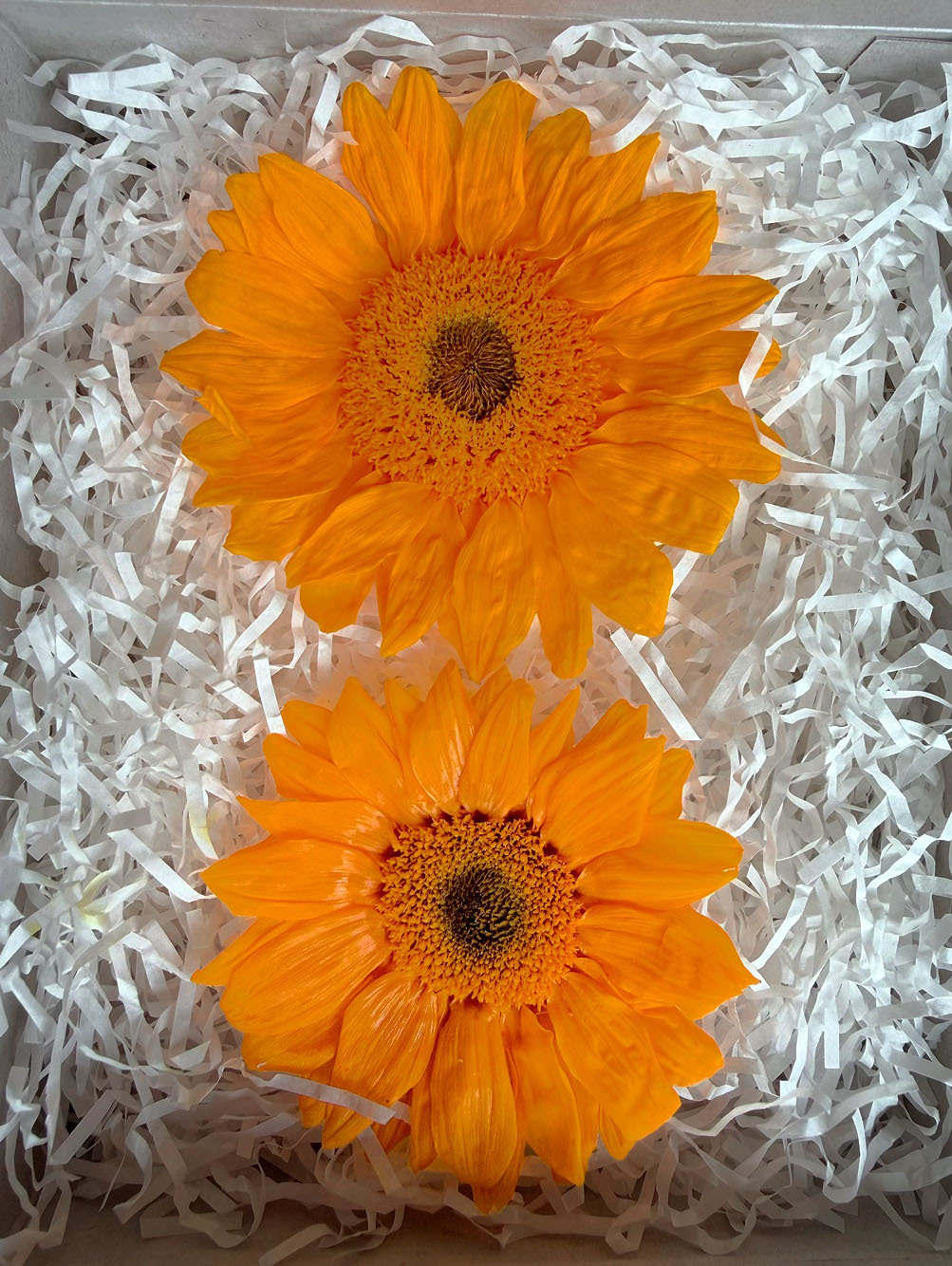 日本永生向日葵