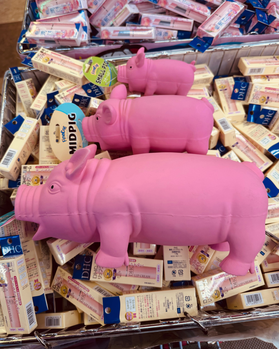 尖叫豬 苟苟豬 可愛小豬