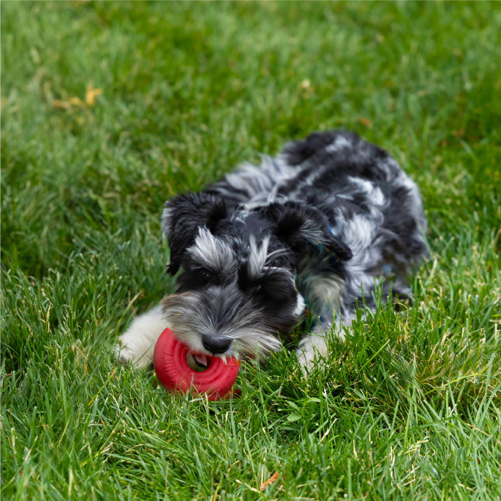 KONG | 經典紅甜甜圈/耐咬黑甜甜圈