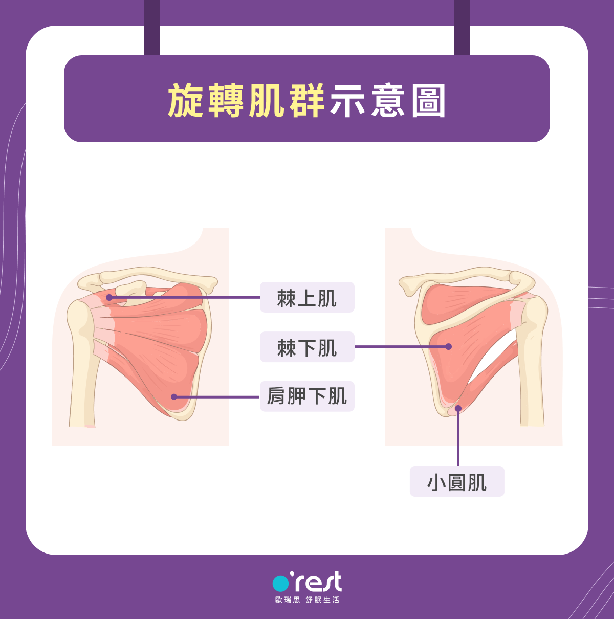 旋轉肌群撕裂