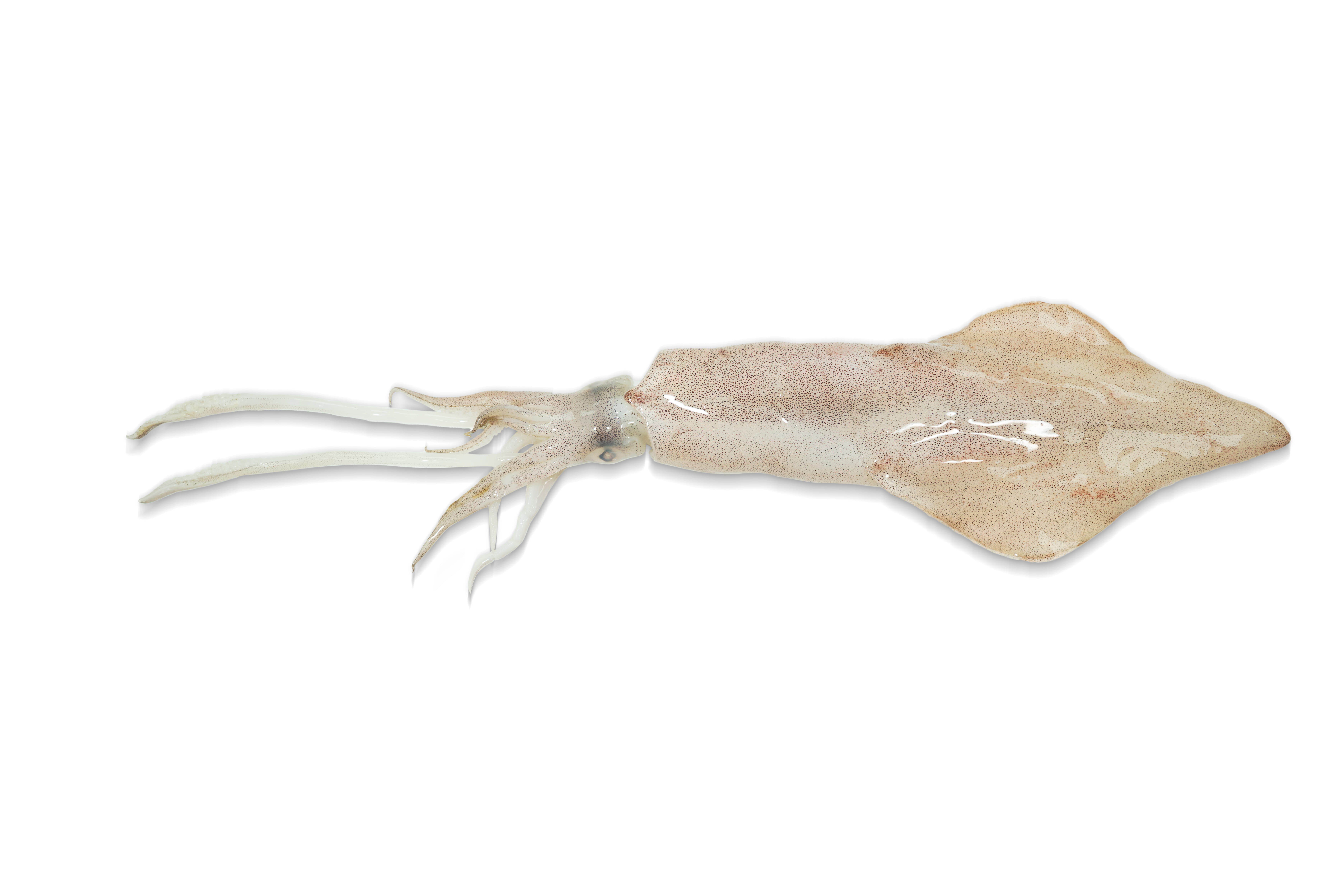 Local IQF Squid 300g/pack