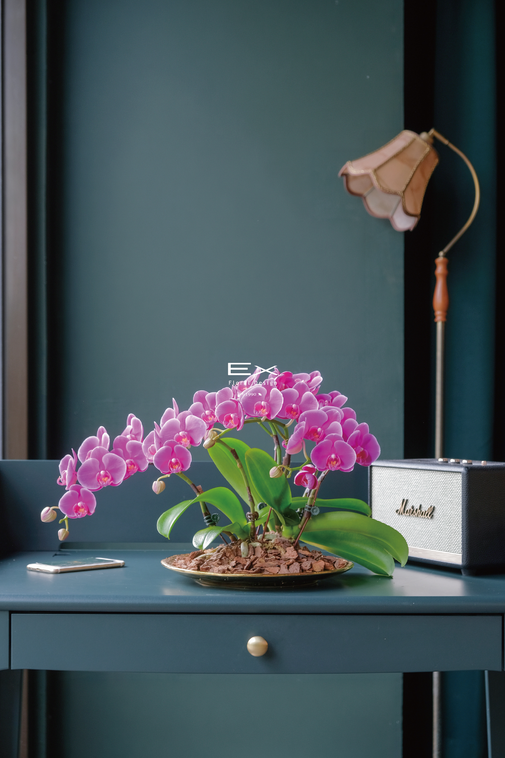 華倫西 Valencia Rubra｜蝴蝶蘭花禮