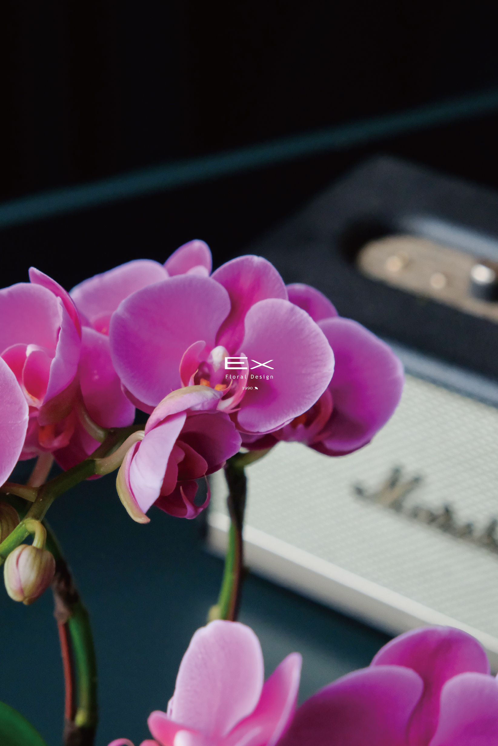 華倫西 Valencia Rubra｜蝴蝶蘭花禮