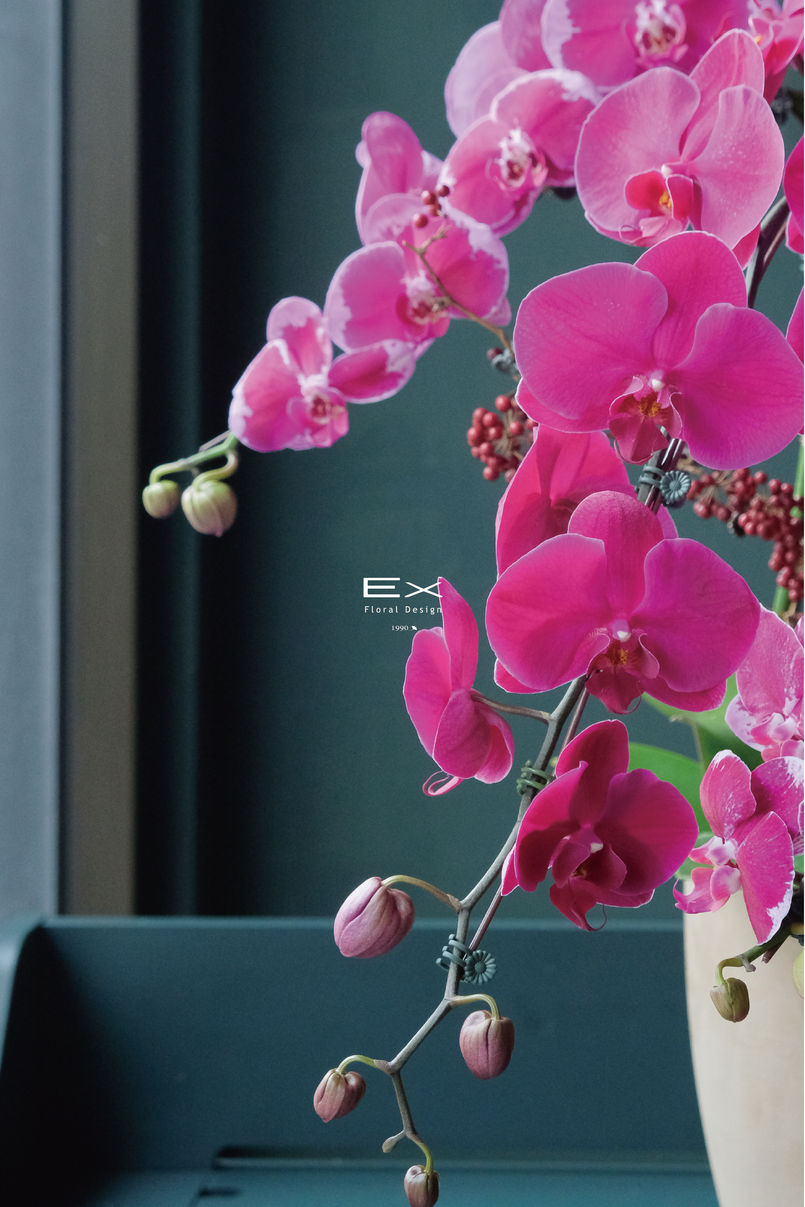 維蘭蒂亞 Virentia Crimson｜蝴蝶蘭花禮