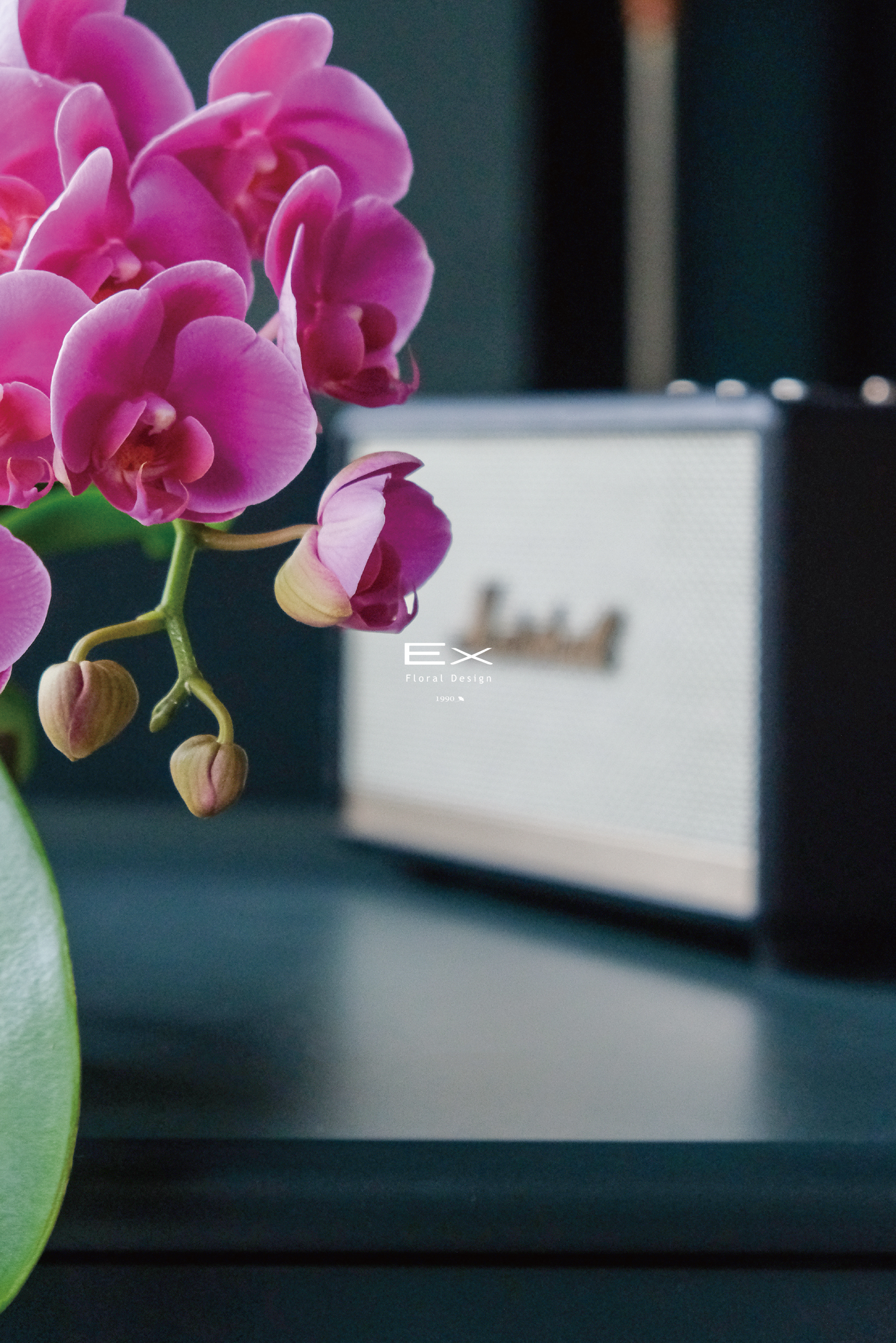 若妮卡 ｜蝴蝶蘭花禮 送禮