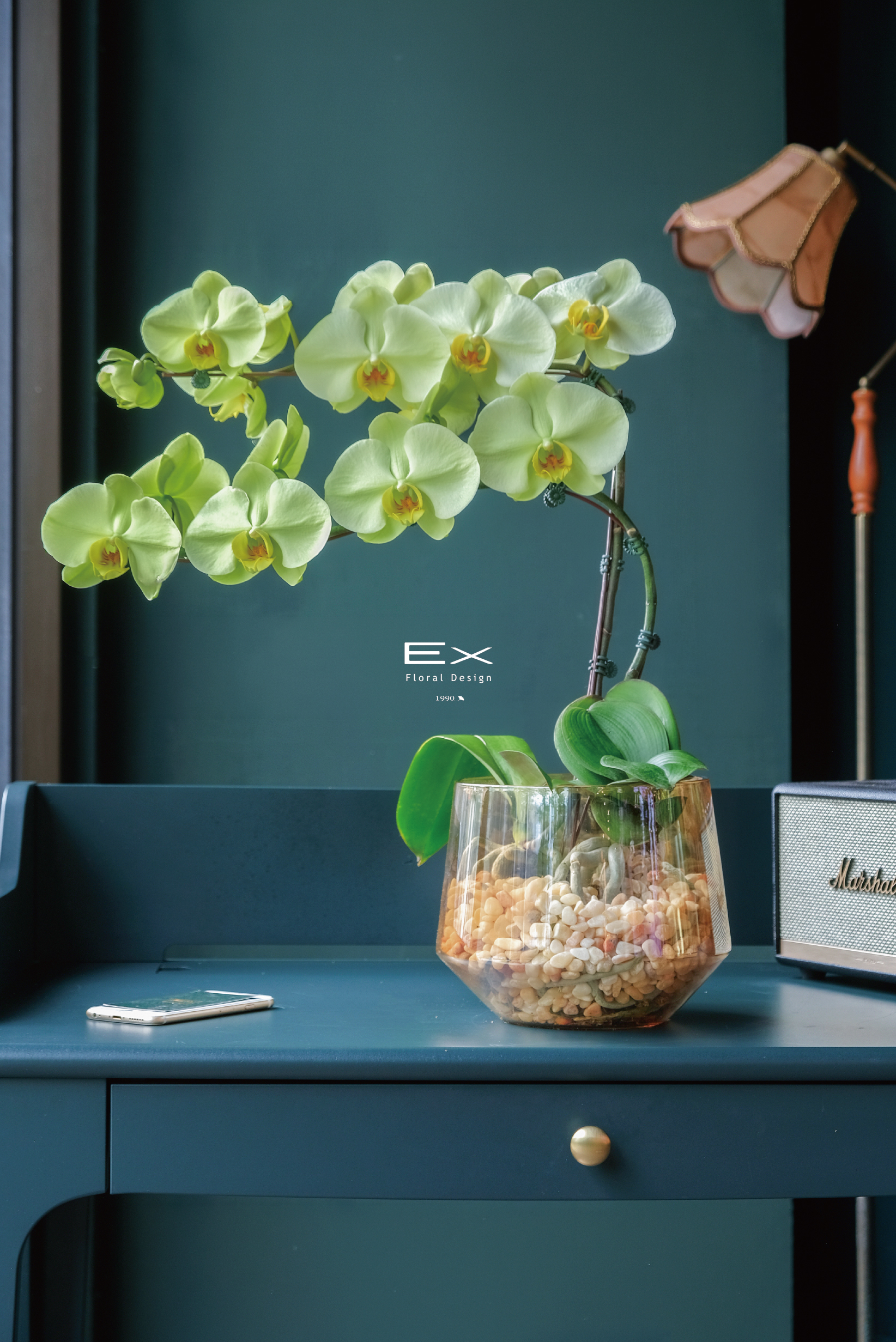 蘋露森 Pomelune｜蝴蝶蘭花禮 送禮