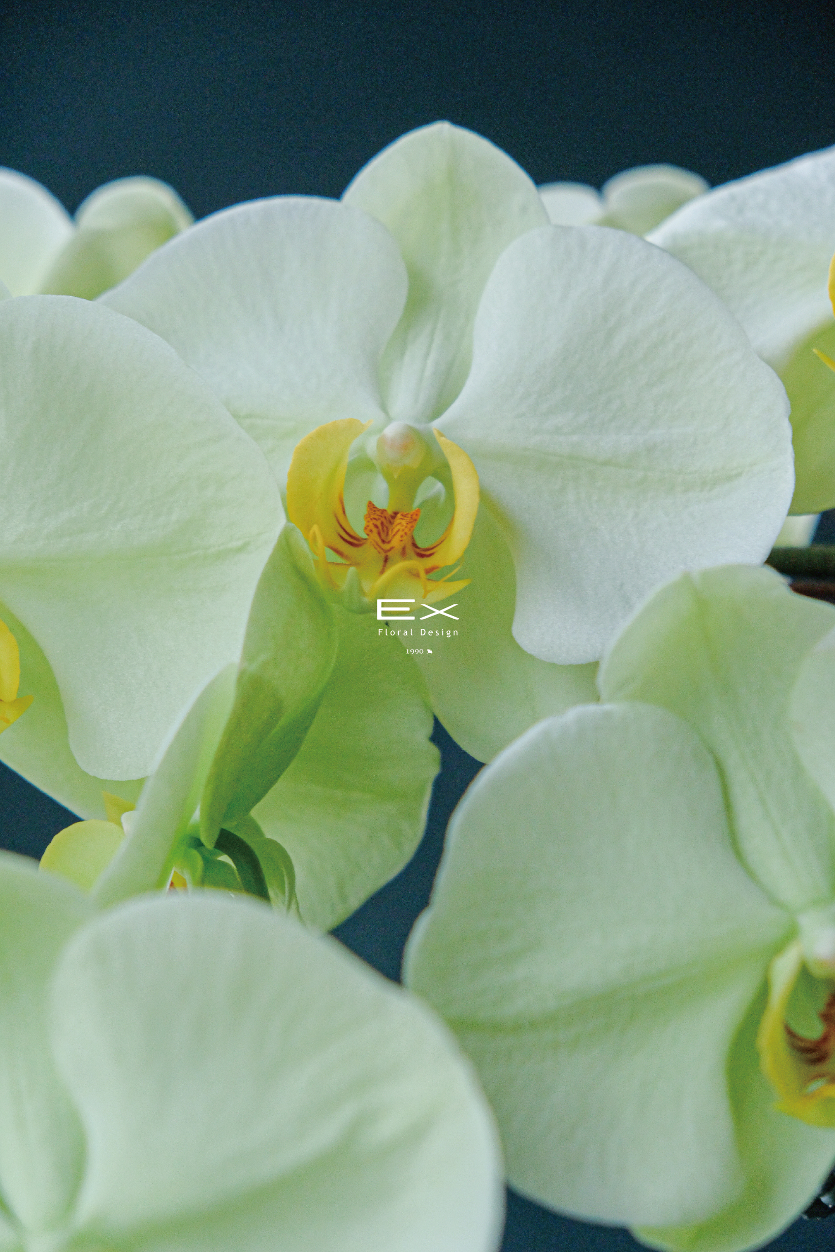 蘋露森 Pomelune｜蝴蝶蘭花禮 送禮